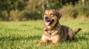 Cane sdraiato sull’erba con bocca aperta e lingua fuori, in atteggiamento rilassato e sereno